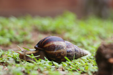 Pet Snail