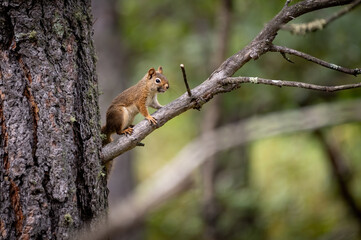 Red Squirrel 