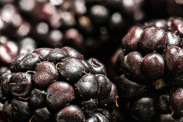 Close-up of Blackberry Fruits (Rubus fruticosus)