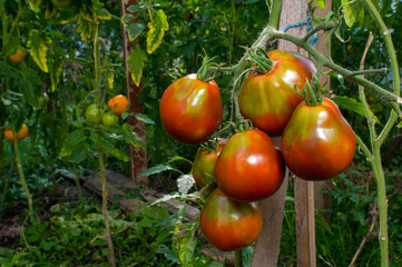 delicious and red tomatoes natural