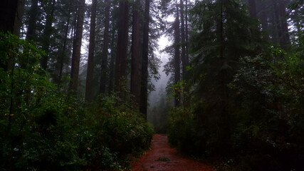 Fototapeta premium morning in the forest