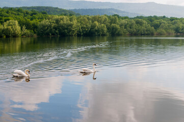 white swans group on the lake swim well under the bright sun