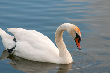 Fototapeta premium A white majestic swan floats in front of a wave of water. Young swan in the middle of the water. Drops on a wet head.
