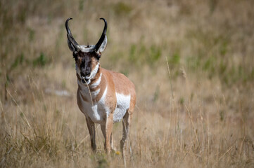 Pronghorn