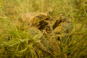 Kamberkrebs im Unterwassergras in Makroaufnahme