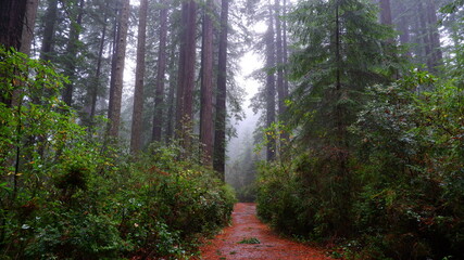 morning in the forest