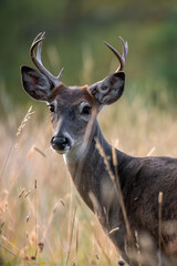 Whitetail Buck