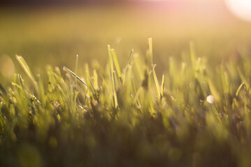 grass in the sun