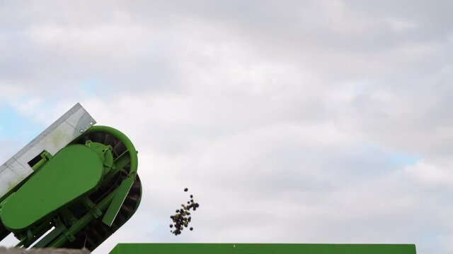 Olive Harvest. Olives Oil Mill Manufacturer. Machine working. Industrial Processing Equipment