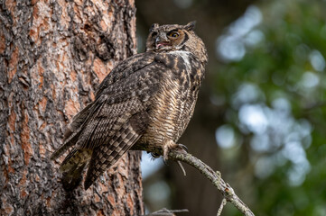 Great Horned Owl