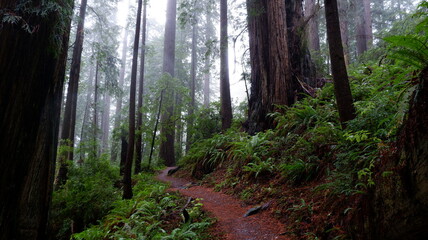 Obraz premium morning in the forest