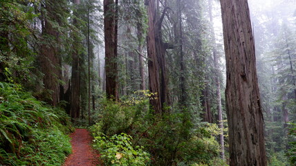 Obraz premium morning in the forest