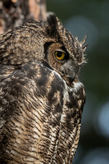 Great Horned Owl eye
