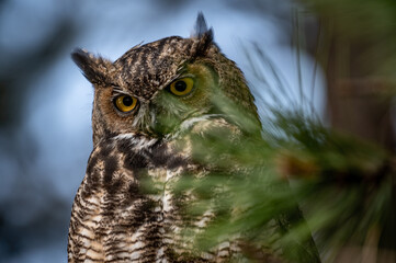 Great Horned Owl behind a pine bough