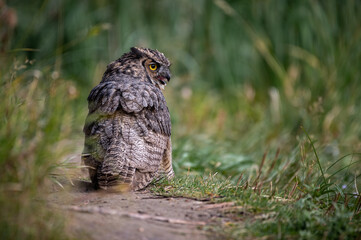 Great Horned Owl after eating