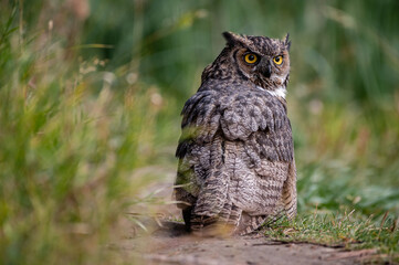 Great Horned Owl looking back