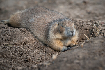 Basking Prairie Dog