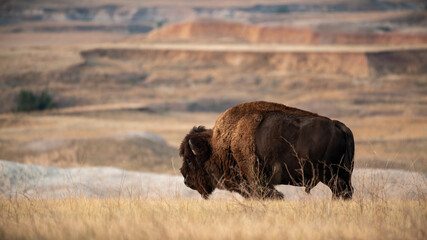 American Bison in the Badlands
