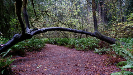 footpath in the forest