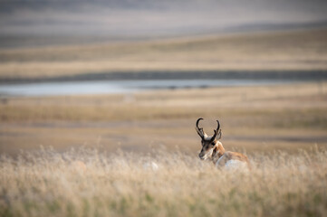Pronghorn laying in the grass
