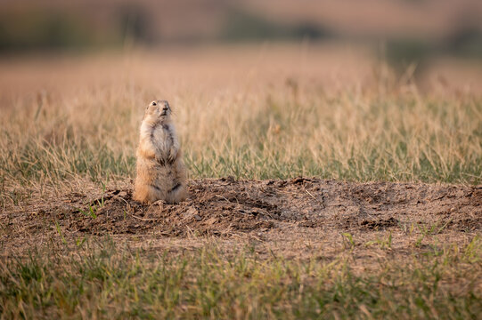 prairie dog sitting on the ground