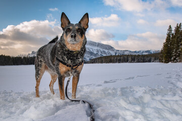 Blue Heeler in the Snow