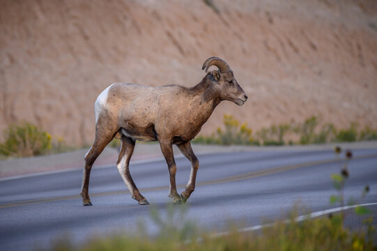 Look Both Ways Before Crossing