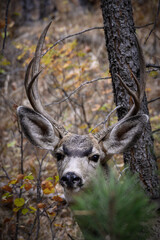 Mule Deer in the Black Hills