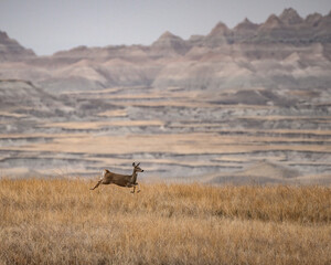 Whitetail in the Badlands