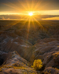 Lone Tree at Sunset in the Badlands
