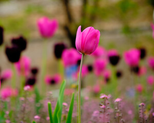 Focus on a single pink tulip in front of a garden off focus with pink and purple ones.