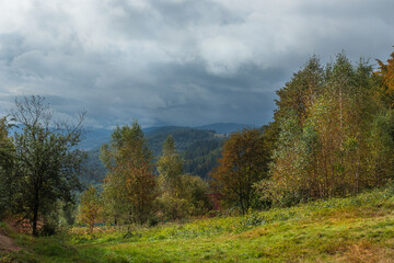 Fototapeta premium autumn forest in the mountains