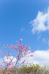 Obraz na płótnie Canvas 青空を背景にしたピンク色の満開の桃 