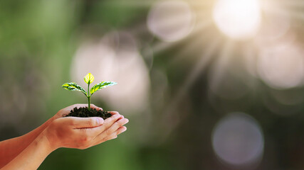 Tree growing on human hands with blurred green natural background, concept of plant growth and environmental protection.