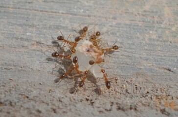 The tiny tropical red fire ants work together to scramble to lift the sugar food on the floor