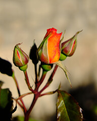Bud of an orange and red rose about to bloom against a brown concrete wall