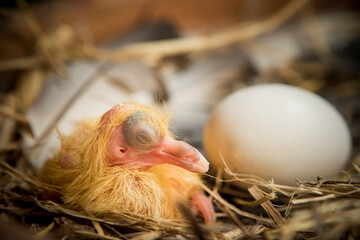 new born of homing pigeon in straw nest