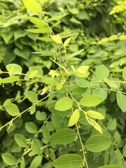 green leaves background
