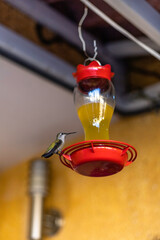 pequeño colibrí en posición para alimentarse  de  dulce miel de abeja  © MiguelAlejandro