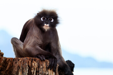 Obraz premium dusky leaf monkey sitting on dry stump against clear sky