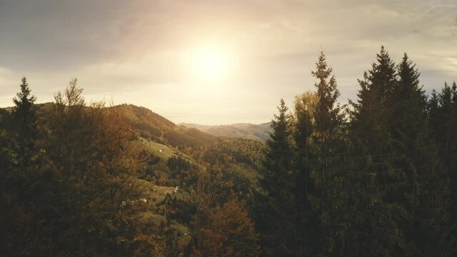 Sun over pine trees at mountain top. Aerial nobody nature landscape. Countryside village at green valley. Autumn greenery forest at grass hill. Carpathians mount ranges, Ukraine, Europe
