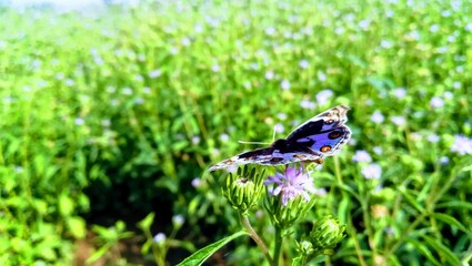 blue butterfly on the flowers 