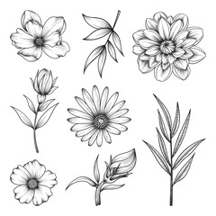 Collection of hand drawn beautiful herbs and wild flowers and leaves isolated on white background.