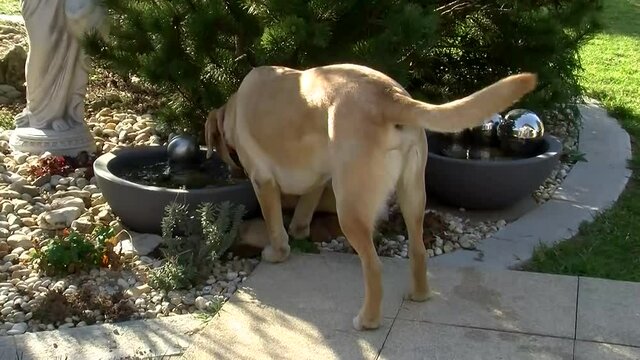 Ein durstiger Labrador Retriever R&uuml;de