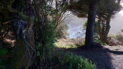 morning in the forest with an ocean view