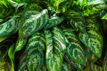 A cluster of aglaonema leaves on a plant