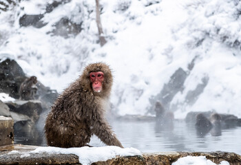 monkey in snow