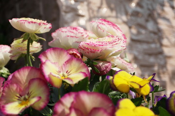 Obraz na płótnie Canvas 春の寄せ植え ピンクと黄色の複色のビオラと八重咲きのラナンキュラス