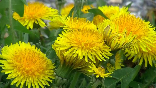 L&ouml;wenzahn bewegt sich im Wind (Nahaufnahme)