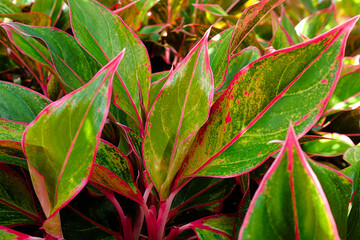The tops of an aglaonema houseplant leaves